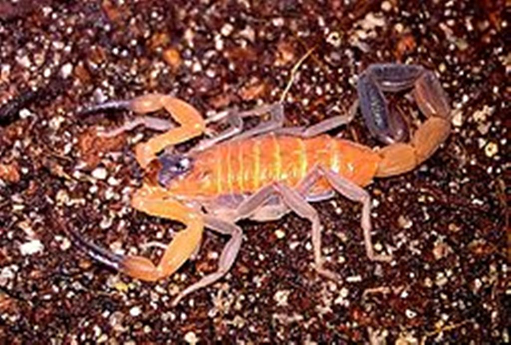 Foto: Rophalorus junceus/Wikipedia