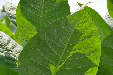 Tembakau, Harapan Baru dalam Perang Melawan Ebola