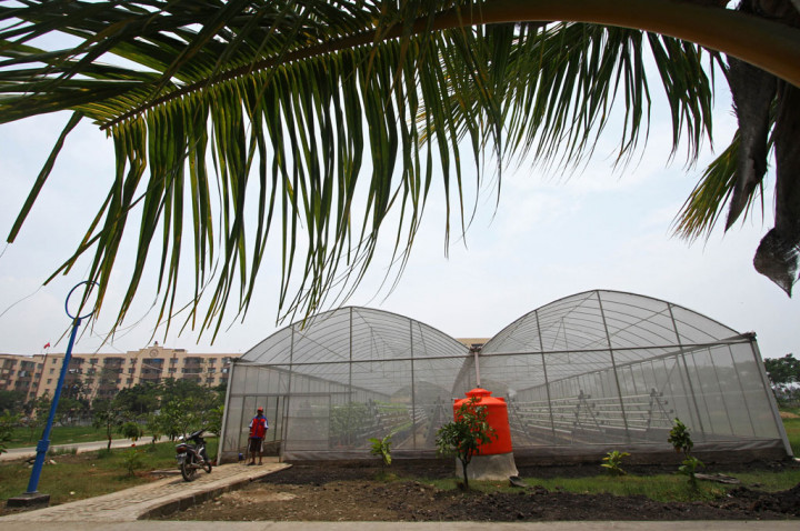 Kelompok Tani Rumah Hidroponik Jokowi Berpenghasilan Rp15 Juta per Bulan