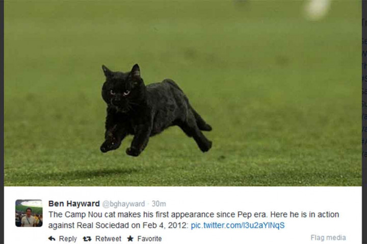 Stadion Camp Nou Diinvasi Kucing Hitam  