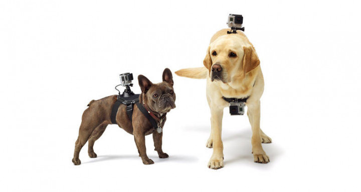 Pasang Kamera di Anjing Anda dengan GoPro Fetch