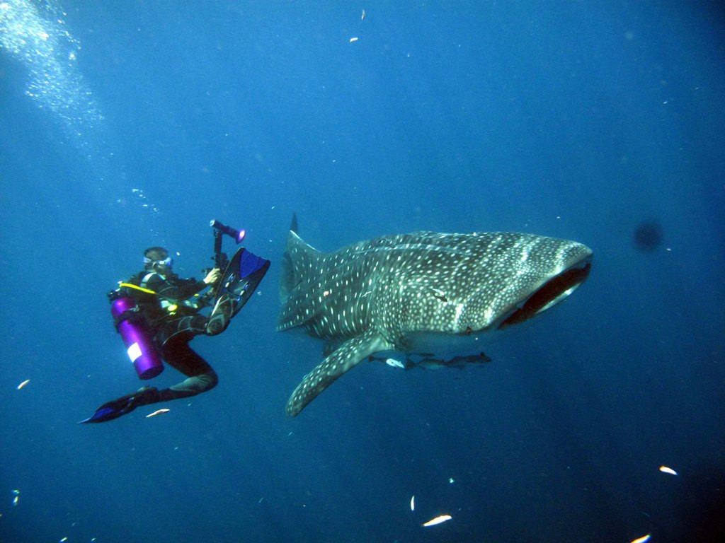 Hiu paus di Papua--Antara/Jupiter Weku