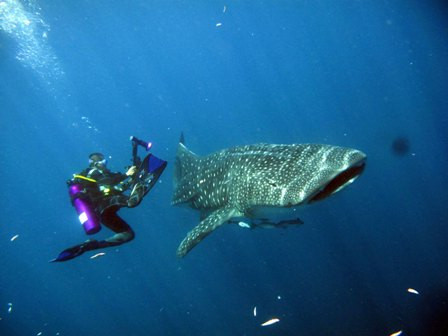 Kwatisore, Rumah Hiu Paus di Indonesia