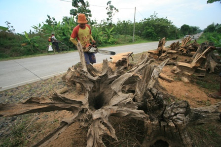 Kerajinan Limbah Akar Kayu Bali Tembus Pasar Ekspor