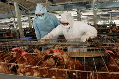 Flu Burung, Belasan Ribu Unggas di Tiongkok Mati