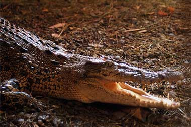 ​Kaki Warga Agam Nyaris Putus Digigit Buaya