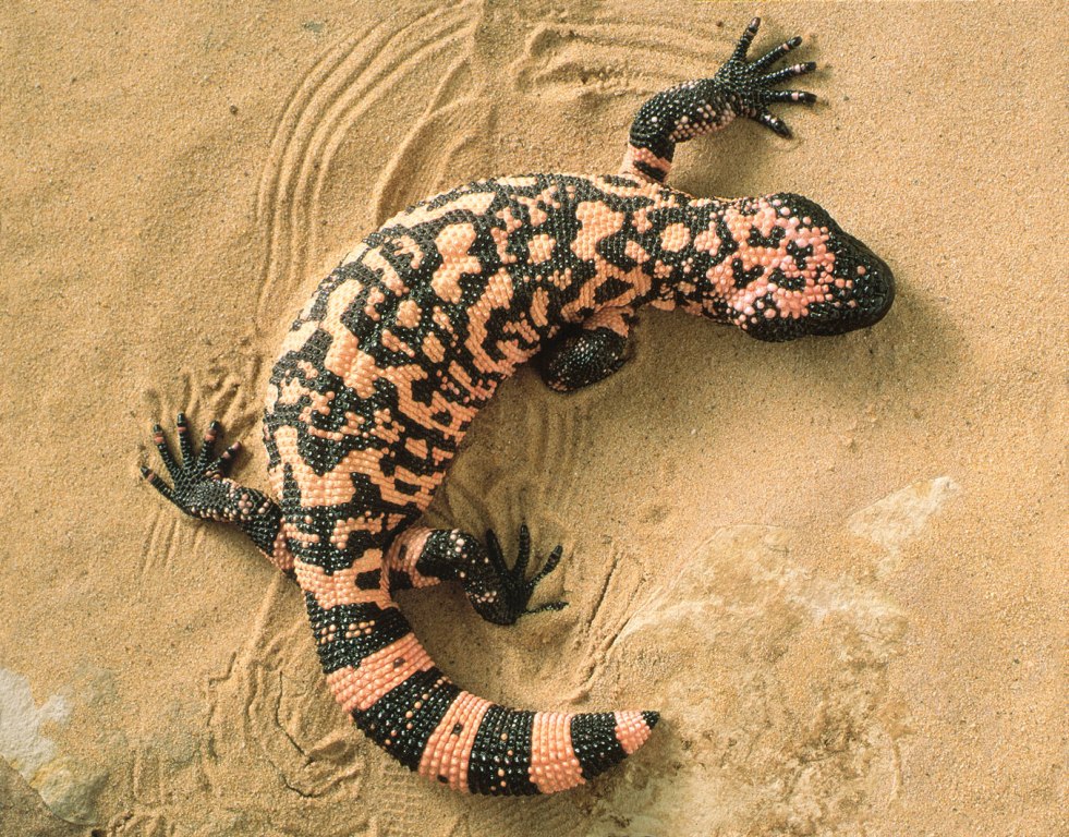 Foto: Gila Monster/Savenaturesavehuman