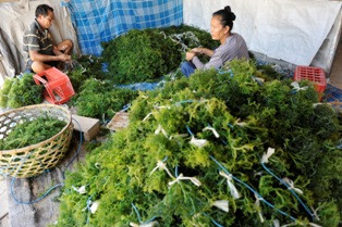 RI-Filipina Kolaborasi Raup Pangsa Pasar Rumput Laut Dunia