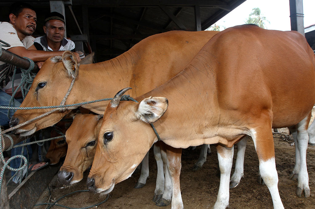 Harga Hewan Kurban  di Jombang Turun hingga 20 Persen 