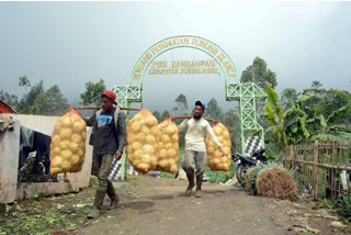 Aktivitas Slamet Masih Tinggi, Warga Tetap Berladang