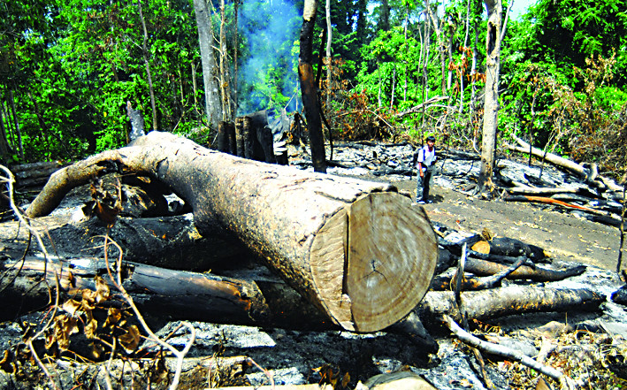 Polisi Tangkap Lima Perambah Hutan Lindung Riau