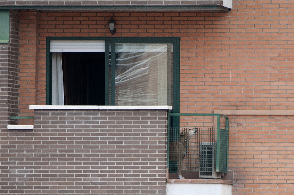 Anjing bernama Excalibur terlihat di balkon rumah majikannya yang terdiagnosis mengidap virus Ebola di Alcorcon, Spanyol - AFP/CURTO DE LA TORRE