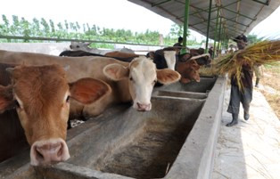 Cita-cita Indonesia Swasembada Daging