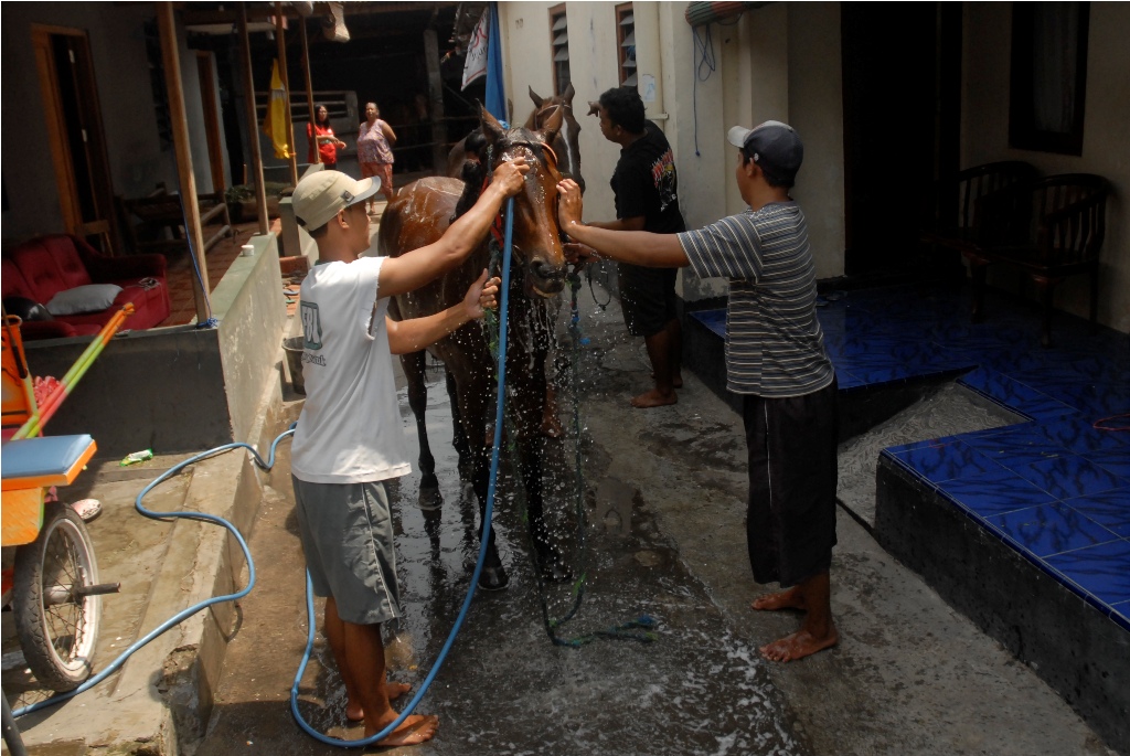Pekerja memandikan kuda bernama Agustin di Jajar, Laweyan, Solo, Jateng, Jumat (17/10/2014). Kuda tersebut bakal menarik kereta kencana yang membawa Jokowi seusai pelantikan. ANT/Andika Betha