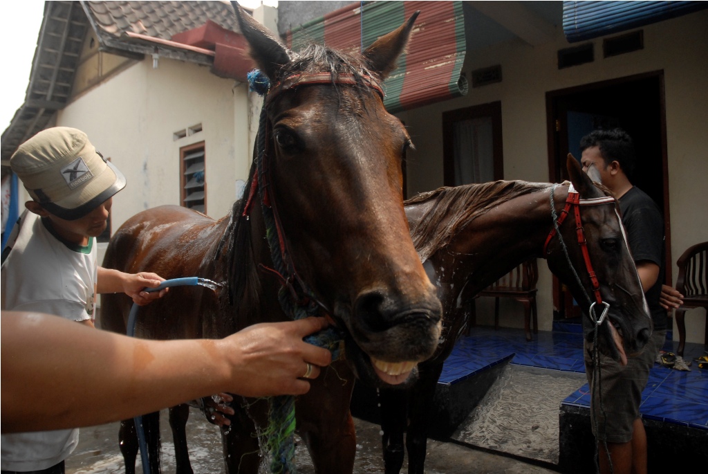 Agustin dan Srikandi, kuda asal Kota Solo yang akan dijadikan penarik kereta ken cana untuk Presiden Jokowi dalam kirab pesta rakyat di Jakarta pada 20 Oktober 2014. MI/Widjajadi