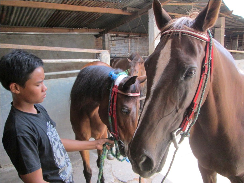 Agustin dan Srikandi, kuda asal Kota Solo yang akan dijadikan penarik kereta kencana untuk Presiden Jokowi dalam kirab pesta rakyat di Jakarta, 20 Oktober 2014. MI/Ferdinand