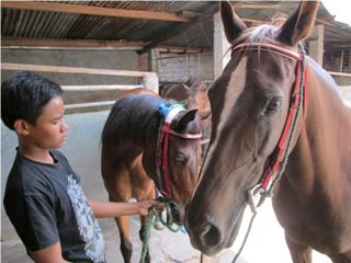 Dua Kuda Penarik Kereta Kencana Jokowi Tengah Hamil