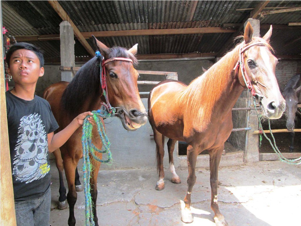 Agustin dan Srikandi, kuda asal Kota Solo yang akan dijadikan penarik kereta kencana untuk Presiden Jokowi dalam kirab pesta rakyat di Jakarta pada 20 Oktober 2014. MI/Ferdinand