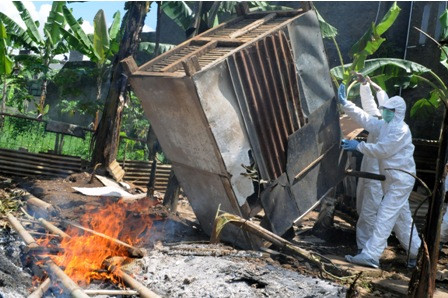Tiga Kasus Flu Burung Terjadi di Jakarta sejak Januari