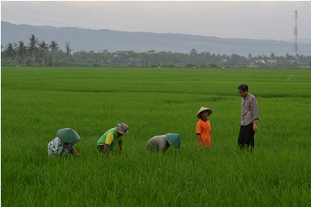 Jokowi Letakkan Batu Pertama Pembangunan Irigasi di Kabupaten Sidrap