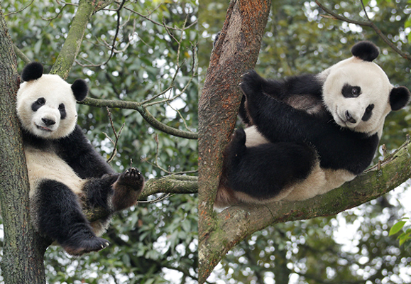 Berkenalan dengan Kai Kai dan Jia Jia