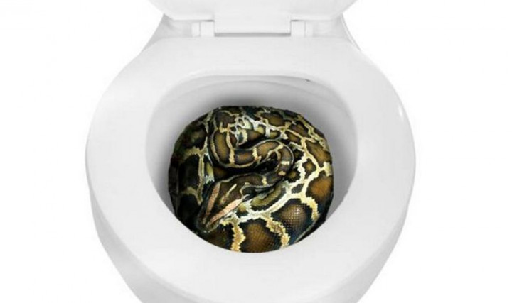 Muncul di Toilet, Seekor Ular Piton Serang Perempuan