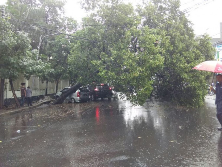 Pohon Tumbang Timpa Mobil di Bulungan