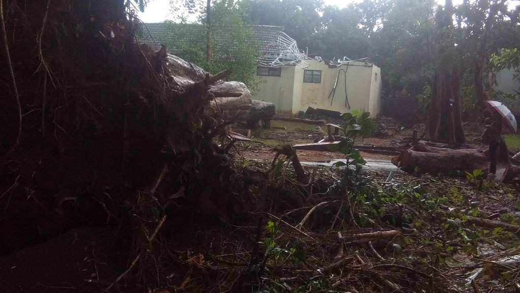 Pohon angsana, salah satu koleksi Kebun Raya Bogor tumbang dan menimpa guess house Nusa Indah, Selasa (4/11/2014) malam. MI/Dede Susianti