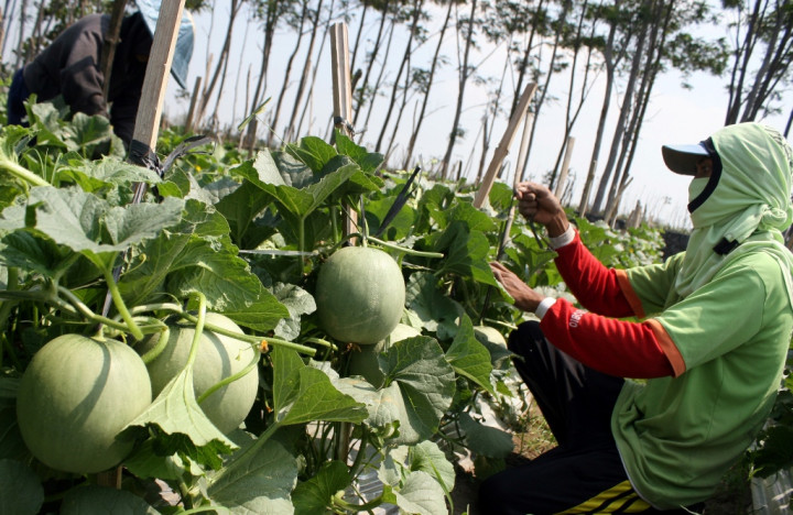 Langkah Cepat Menuju Swasembada Pangan