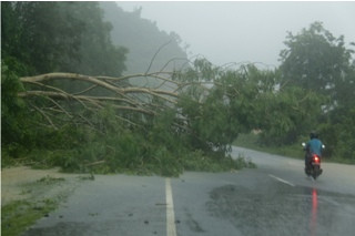 Angin Tumbangkan Ratusan Pohon di Klaten, 3 Rumah Tertimpa
