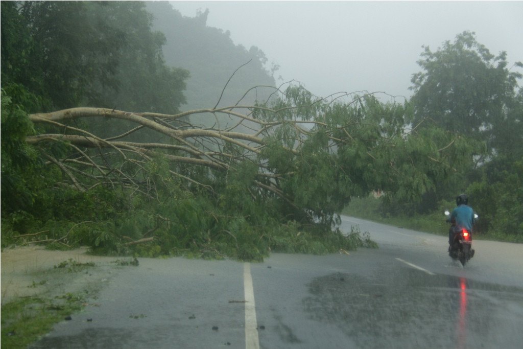 Pengendara sepeda motor berusaha menghindari pohon tumbang yang menutup sebagian badan jalan di Desa Leupung, Aceh Besar, Aceh, Minggu (2/11/2014). ANT/Ampelsa