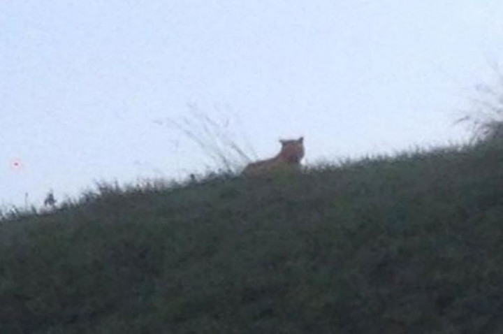 Harimau Lepas di Disneyland Paris 