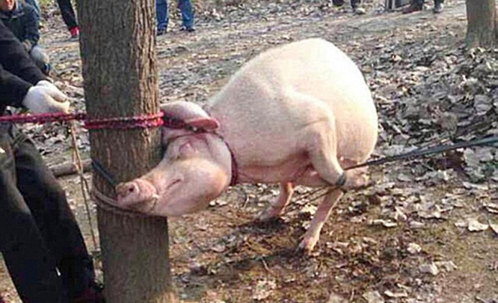 Akibat Orangtua Lalai, Balita Tewas Dimakan Babi