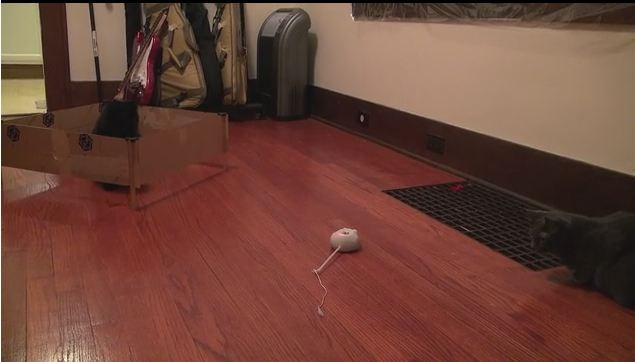 Buat Kucing Tetap Aktif dengan Mousr