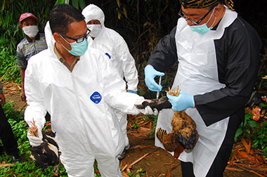 Waspada Serangan Flu Burung di Musim Hujan