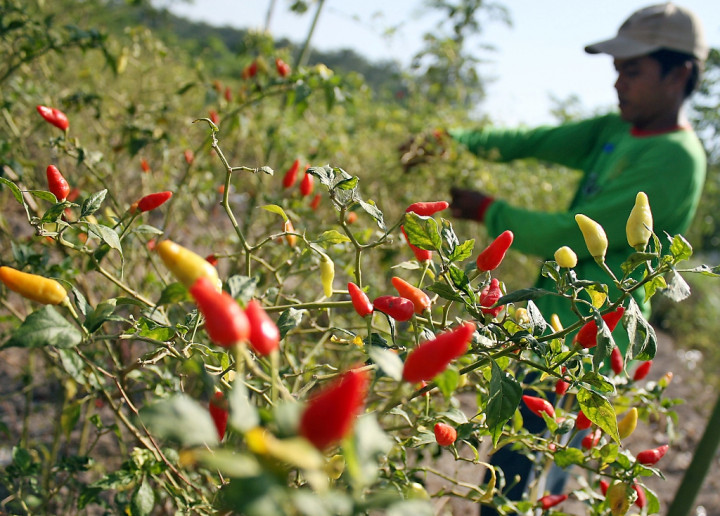 Harga Cabai Melonjak, Ini Penyebabnya 