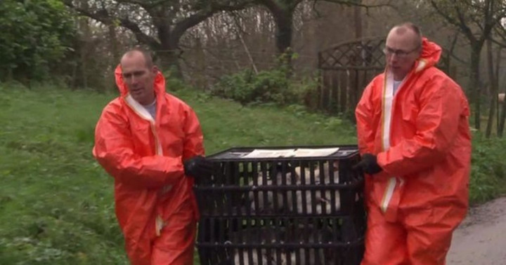 Flu Burung Jangkiti Inggris dan Belanda