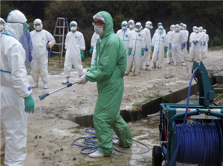 Perempuan Mesir Meninggal Akibat Flu Burung