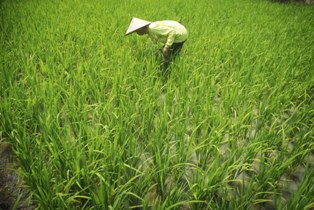 Pengalihan Subsidi BBM akan Diprioritaskan untuk Kedaulatan Pangan