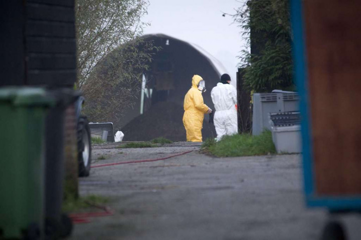 Belanda Konfirmasi Lokasi Kedua Temuan Virus Flu Burung