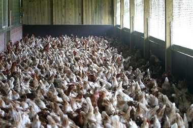 Wabah Flu Burung di Eropa Dikhawatirkan Meluas