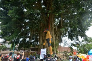 Pohon Beringin di Kantor DPD Golkar Bali Tumbang