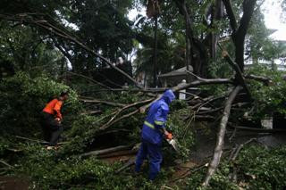 Warga Klaten Tewas Tertimpa Pohon Beringin Tumbang