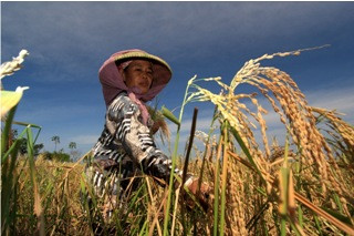 145 Hektare Lahan Padi di Klaten Rusak Digerogoti Hama