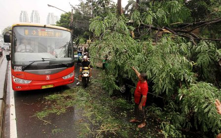Pemprov DKI Pastikan Ganti Rugi ke Korban Tertimpa Pohon
