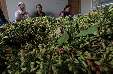 Indonesia Jadi Penghasil Cengkeh Terbesar Dunia