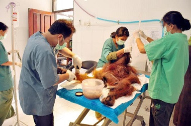Seekor Orangutan Ditemukan dengan Lebih 40 Peluru di Tubuhnya