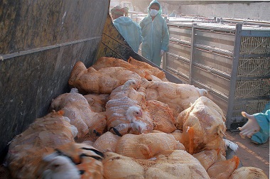 Ancaman Flu Burung, Lima Peternakan di Kanada Dikarantina