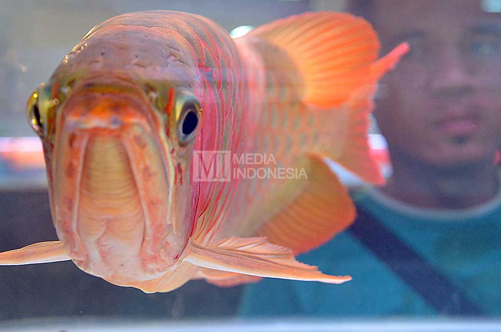 Ajang IPPAE Diharapkan Dongkrak Penjualan Ikan Hias