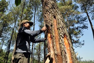 Konsep Indonesia Agri Incorporate Sejalan dengan Program Kemen LH & Hut